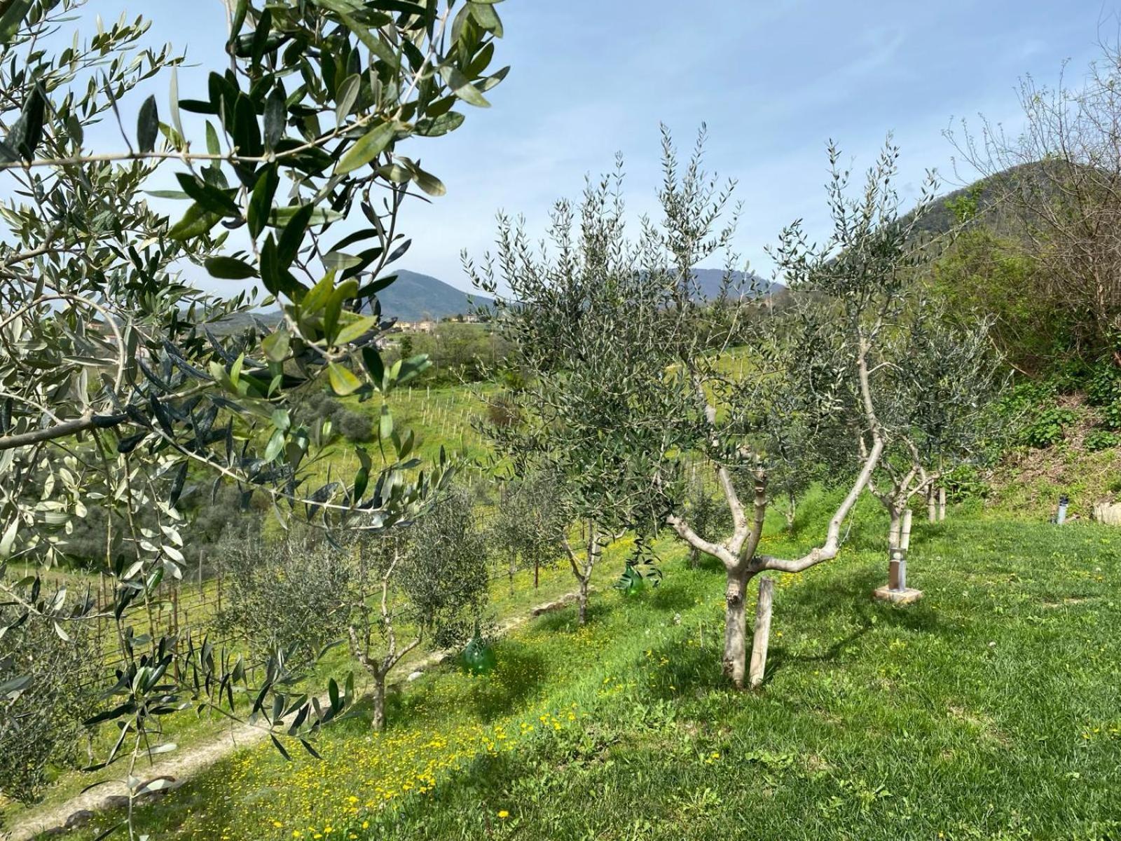 Azienda Agricola Ca' Lunga Cinto Euganeo Esterno foto